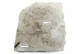 Crane Fly (Tipulidae) Mortality Plate - Green River Formation #377057-1
